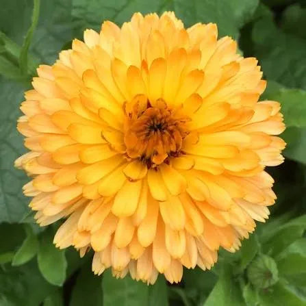 Calendula Flower