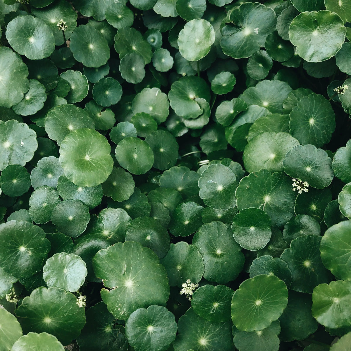 Centella Asiatica (Gotu Kola)