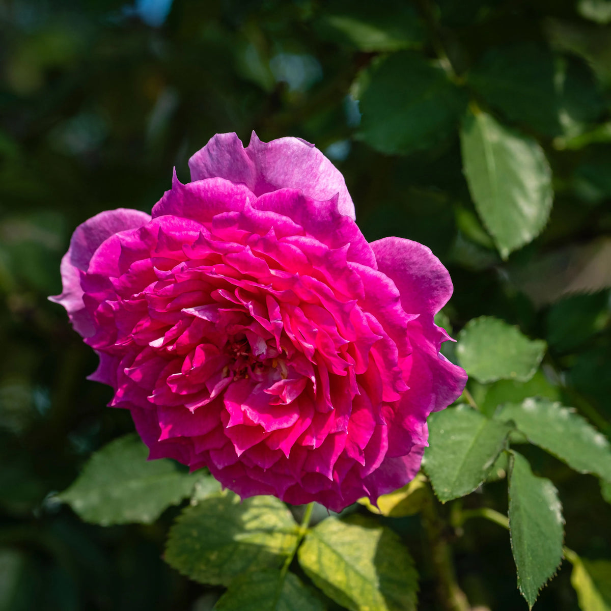 Damask Rose