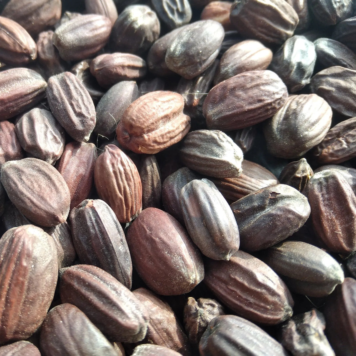 Jojoba Seed