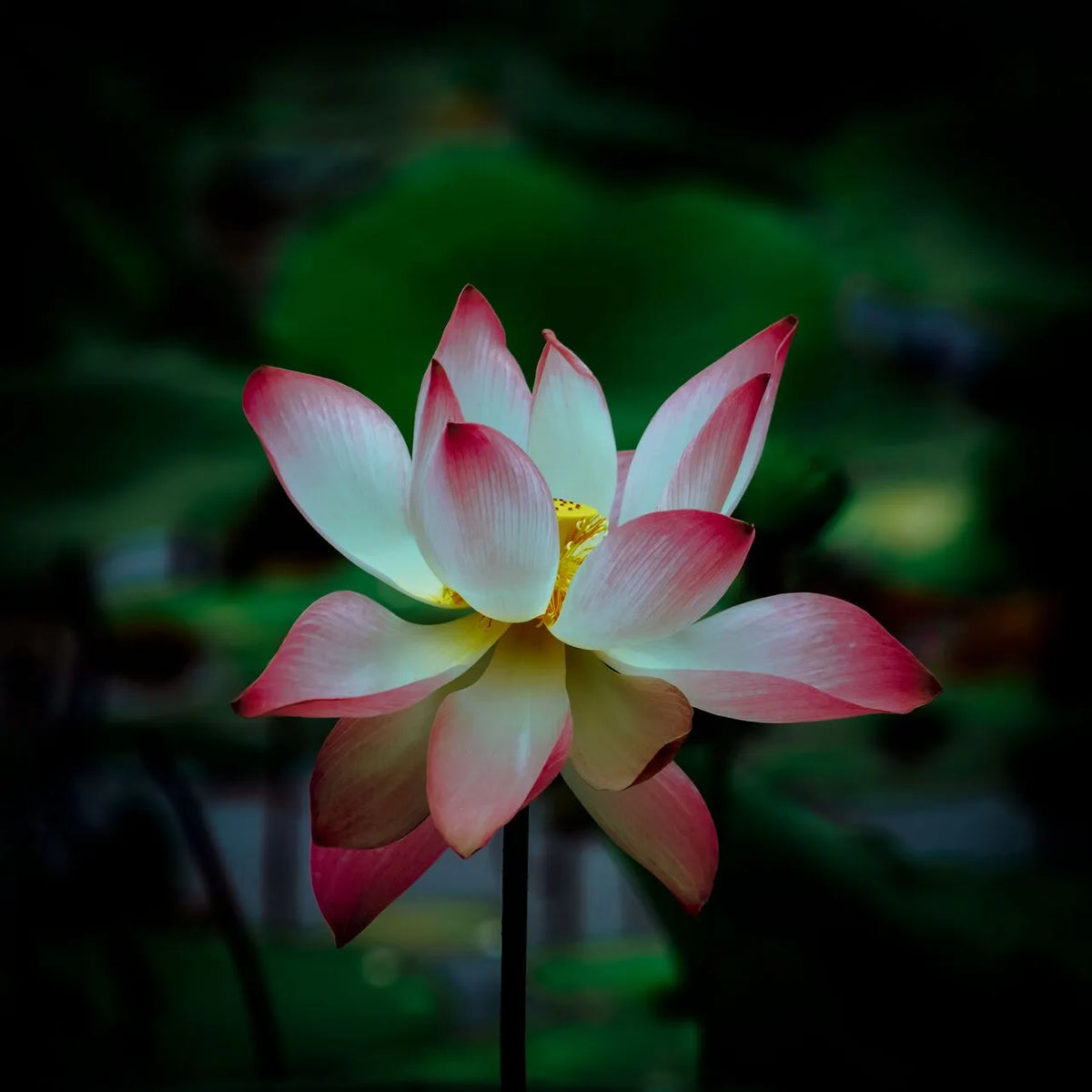 Lotus Flower