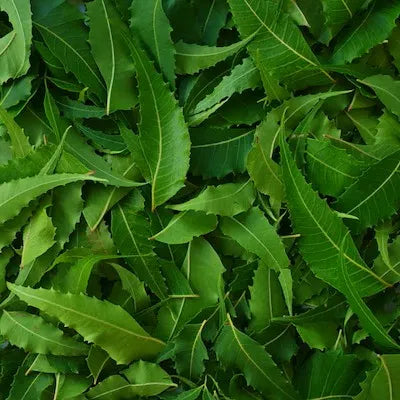 Neem