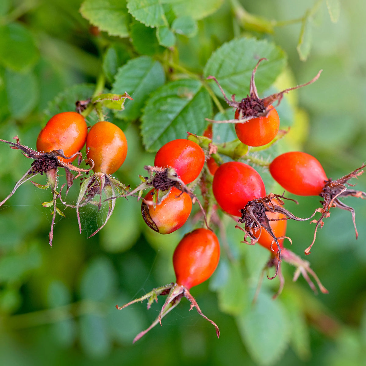 Rosehip