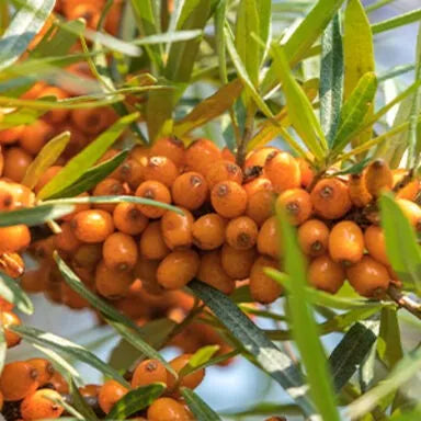 Sea Buckthorn