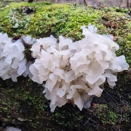 Tremella Mushroom